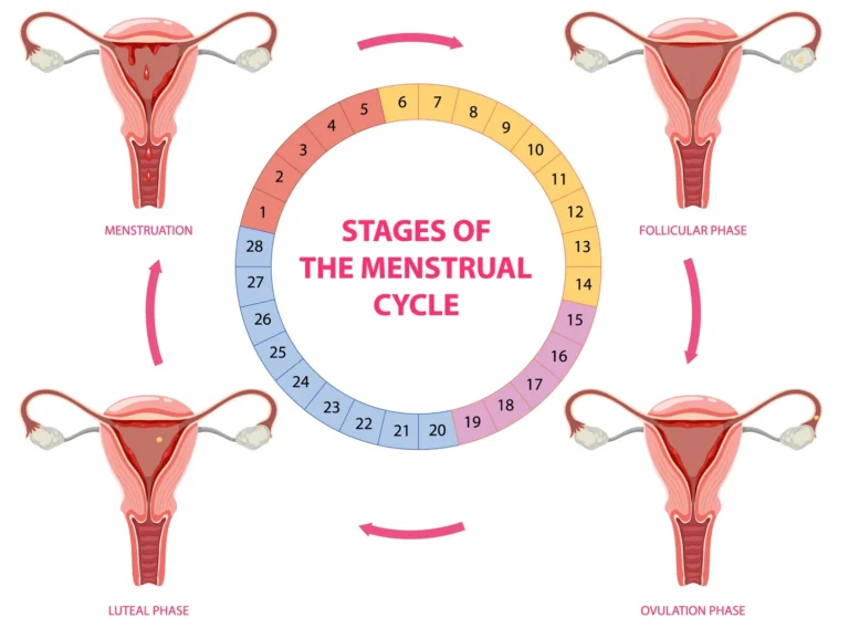 Healthy Menstrual Cycle